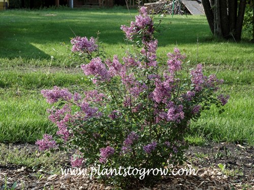 Bloomerang Lilac (Syringa )
This is a third year plant in my yard.